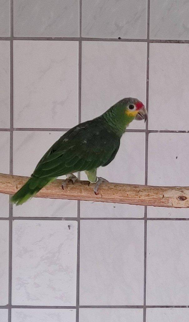 Amazonan žlutolící  autumnalis 1/0