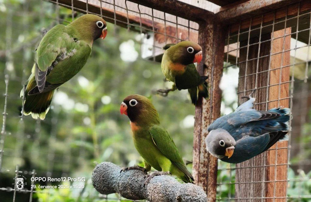 Agapornis hnědohlavý