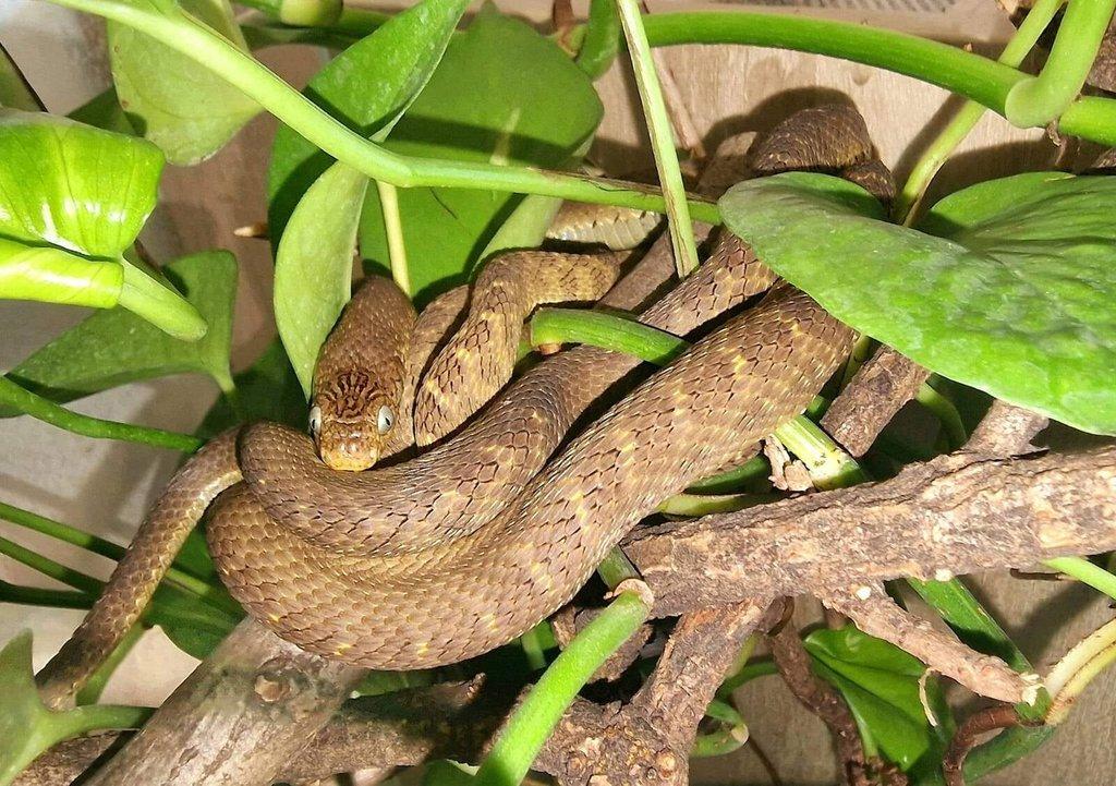 Vejcožrout pruhovaný - Dasypeltis fasciata