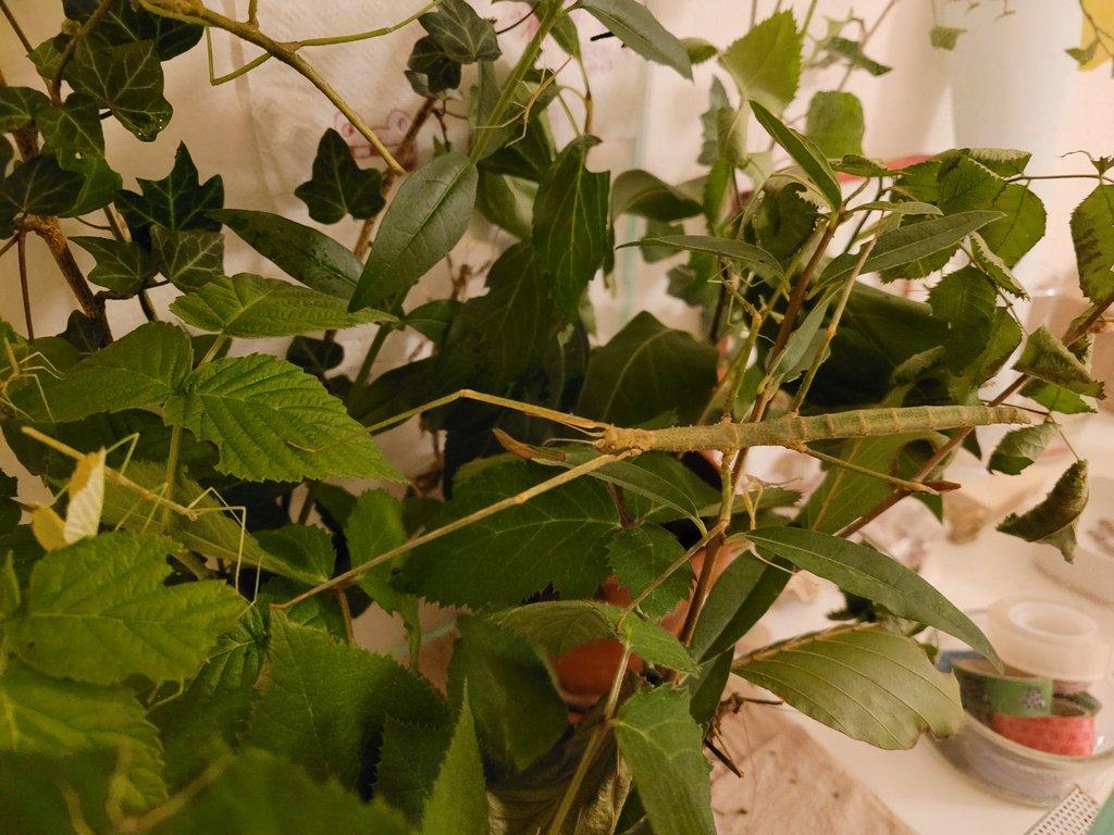 daruji strašilky Medauroidea extradentata