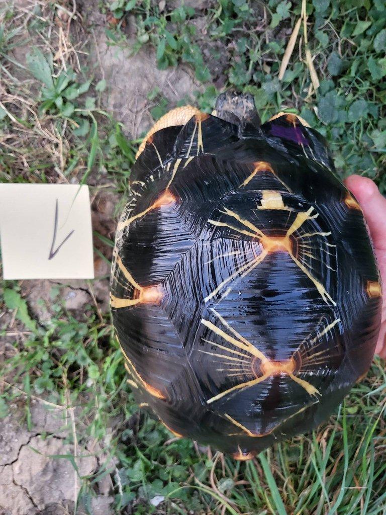 Astrochelys radiata subadult