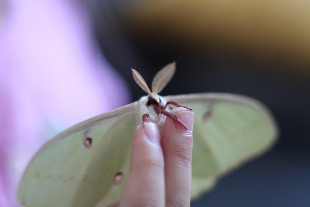 Martináč Měsíčitý - Actias luna