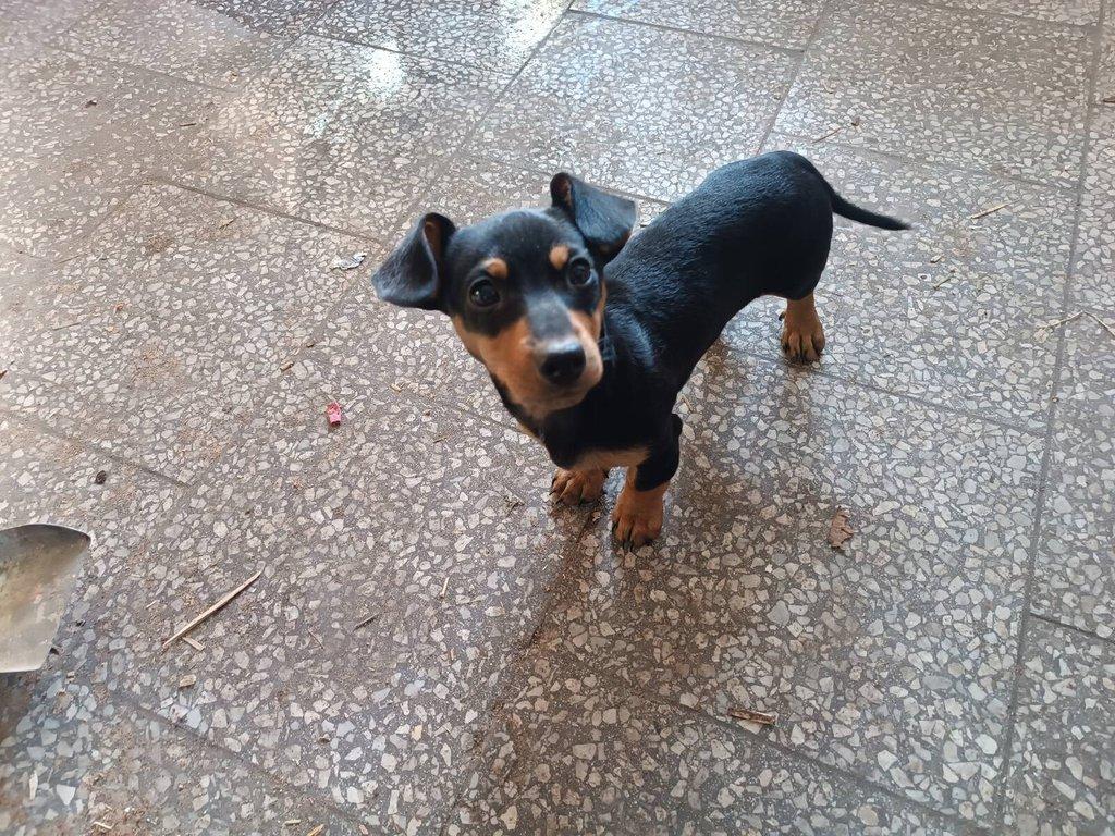 Jezevčík krátkosrstý trpasličí