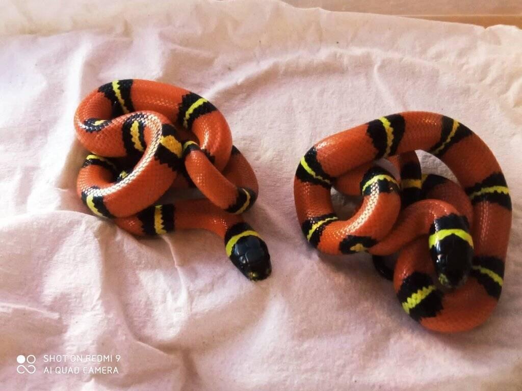 Korálovka sedlatá - Lampropeltis triangulum sinaloe NZ 08/2024
