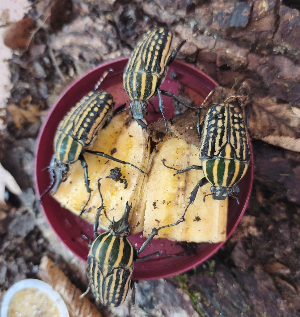 Chelorrhina savagei - samci