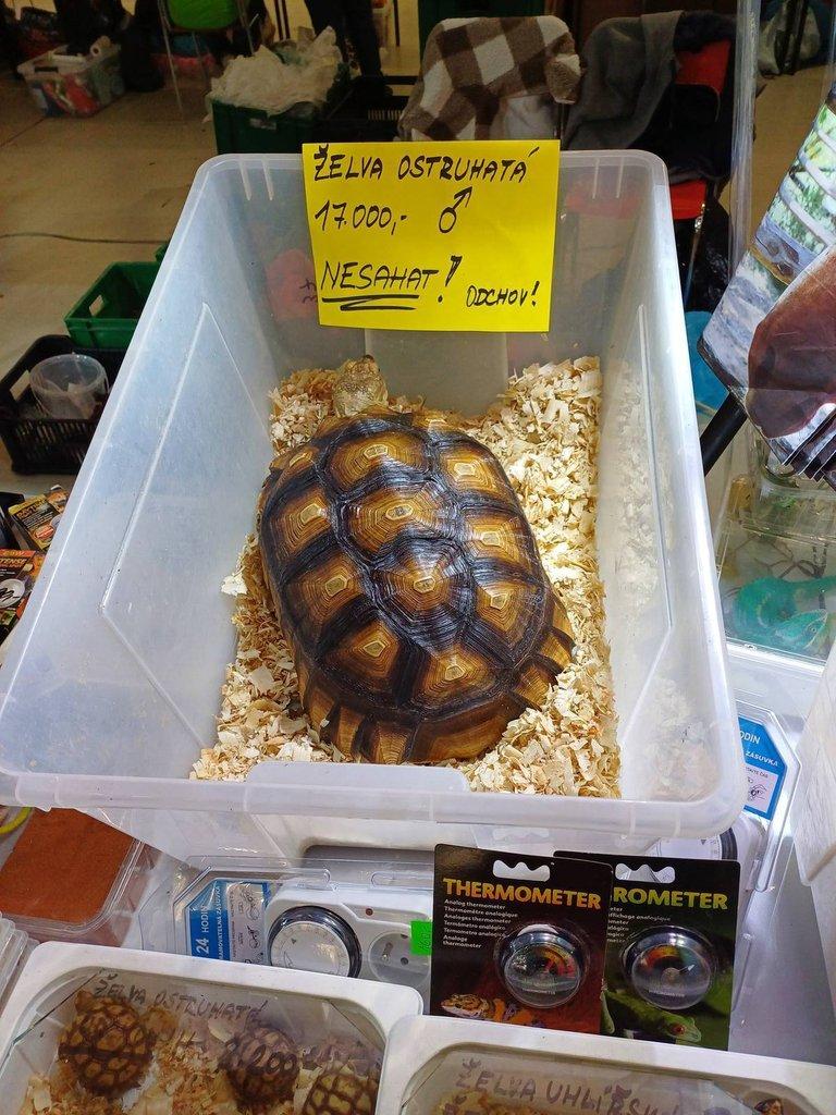 Želva ostruhatá různé velikosti samec i samičky.