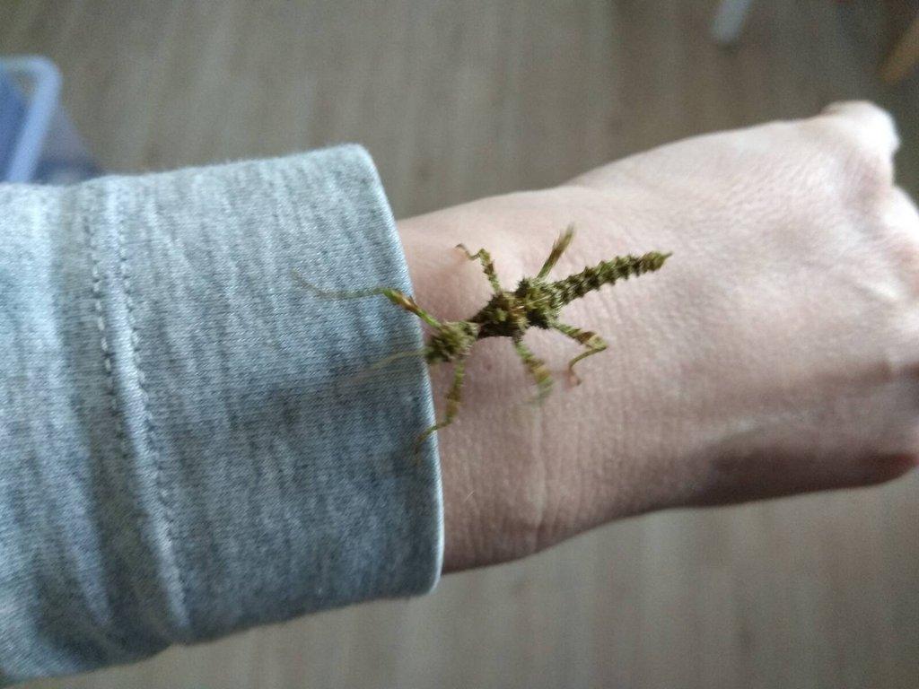 Strašilky a Pakobylky