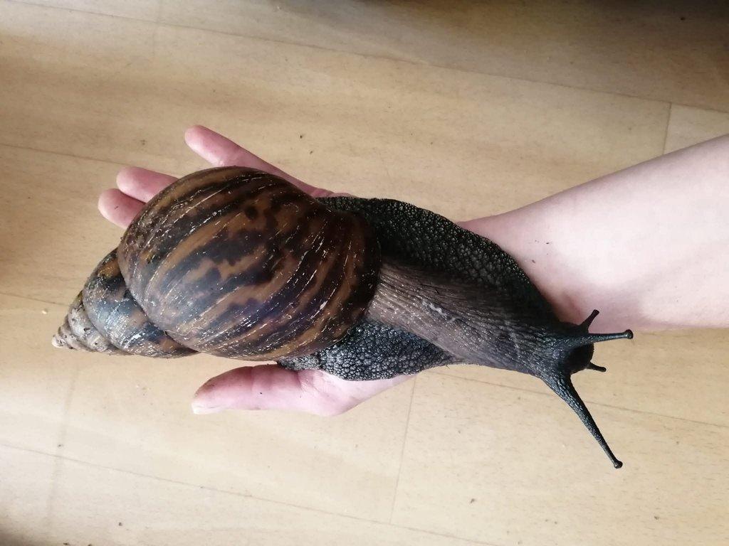 Africký šnek Achatina Achatina Ghana F1