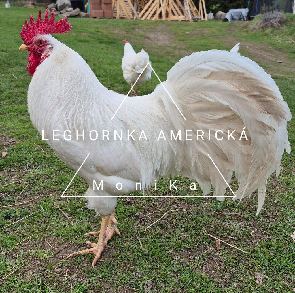 Násadová vajíčka leghornka americká bílá
