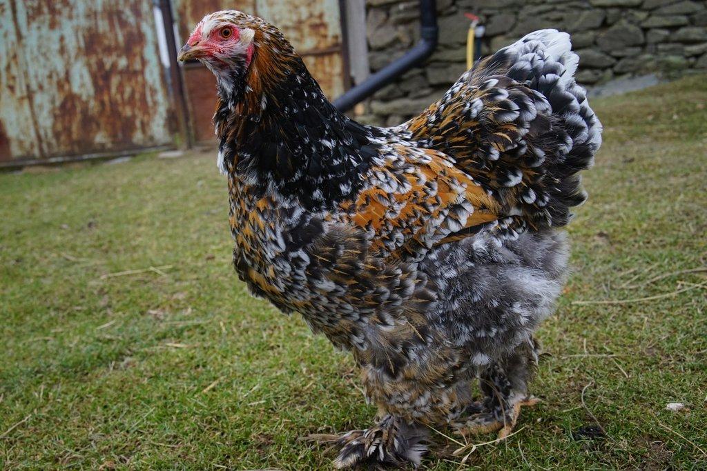 Žerzejský obr, Rodajlendka, Brahmánka porcelánová, Mechelenka🥚 (násadová vejce)