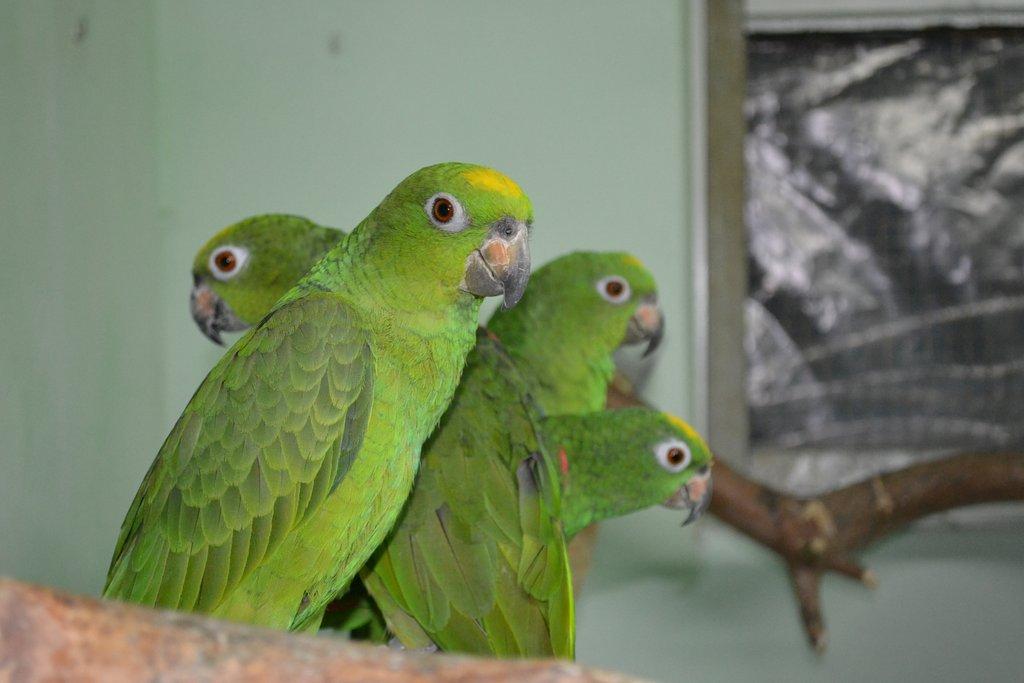 Amazona.o.ochrocephala