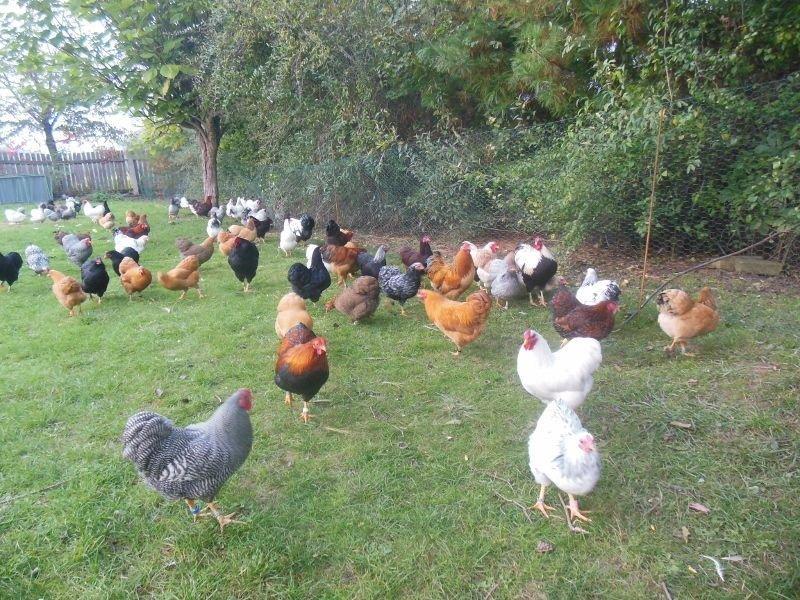 Slepičky Wyandotky zdrobnělé na vajíčka i na okrasu