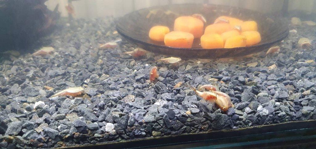 Listonoh americký (Triops Longicaudatus) vajíčka