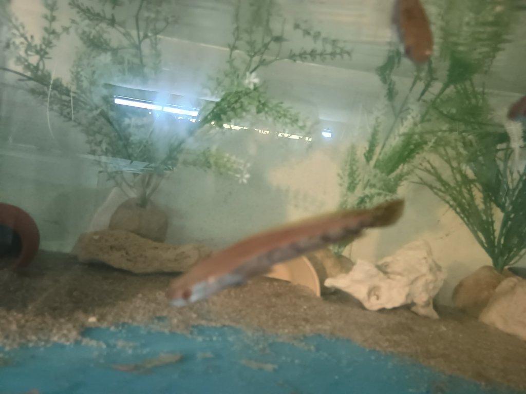 Prodám Channa Red Barito