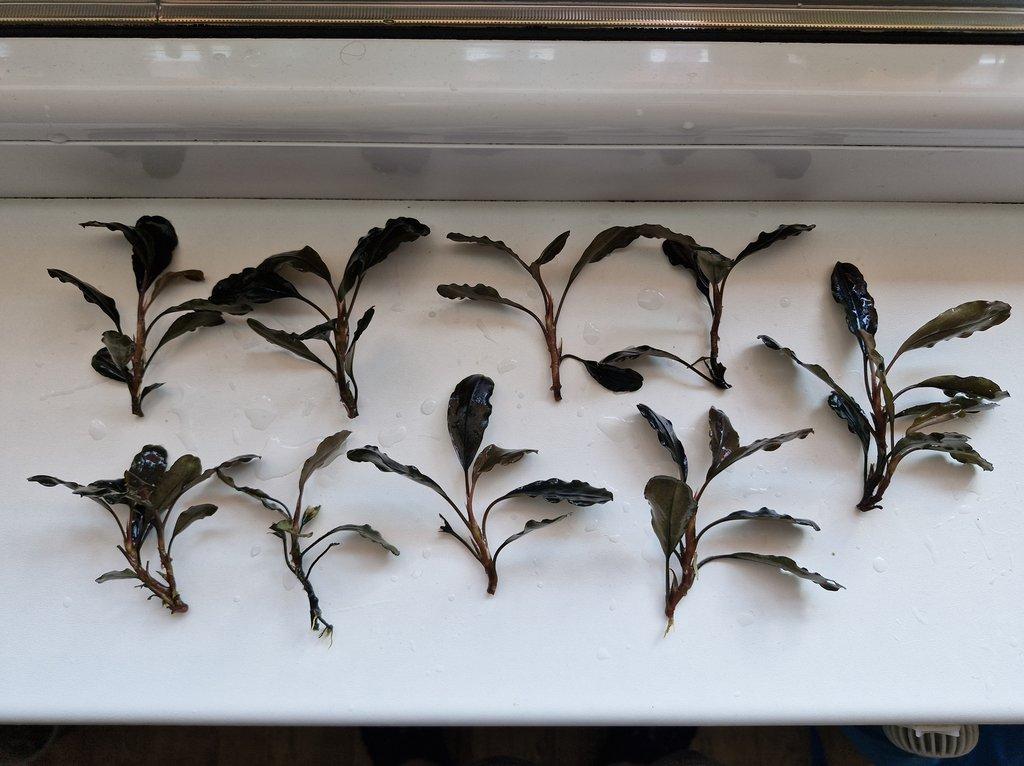 Becephalandra