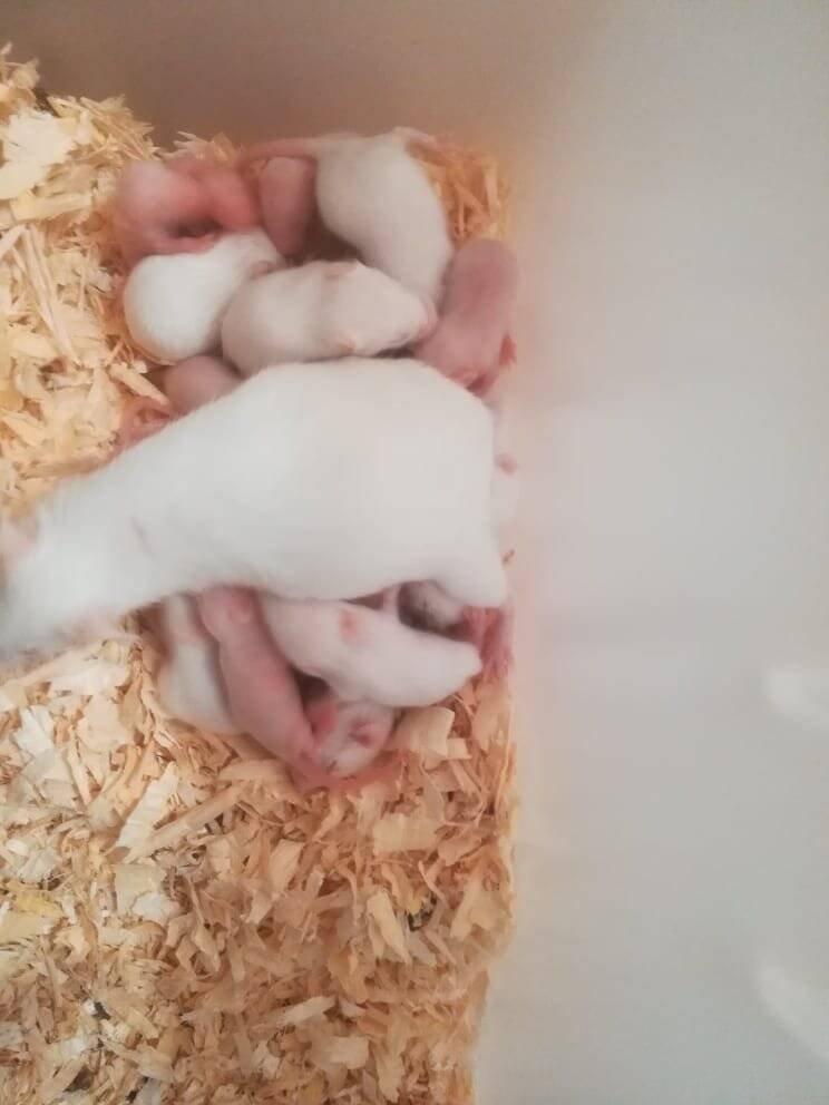 Myš bílá laboratorní