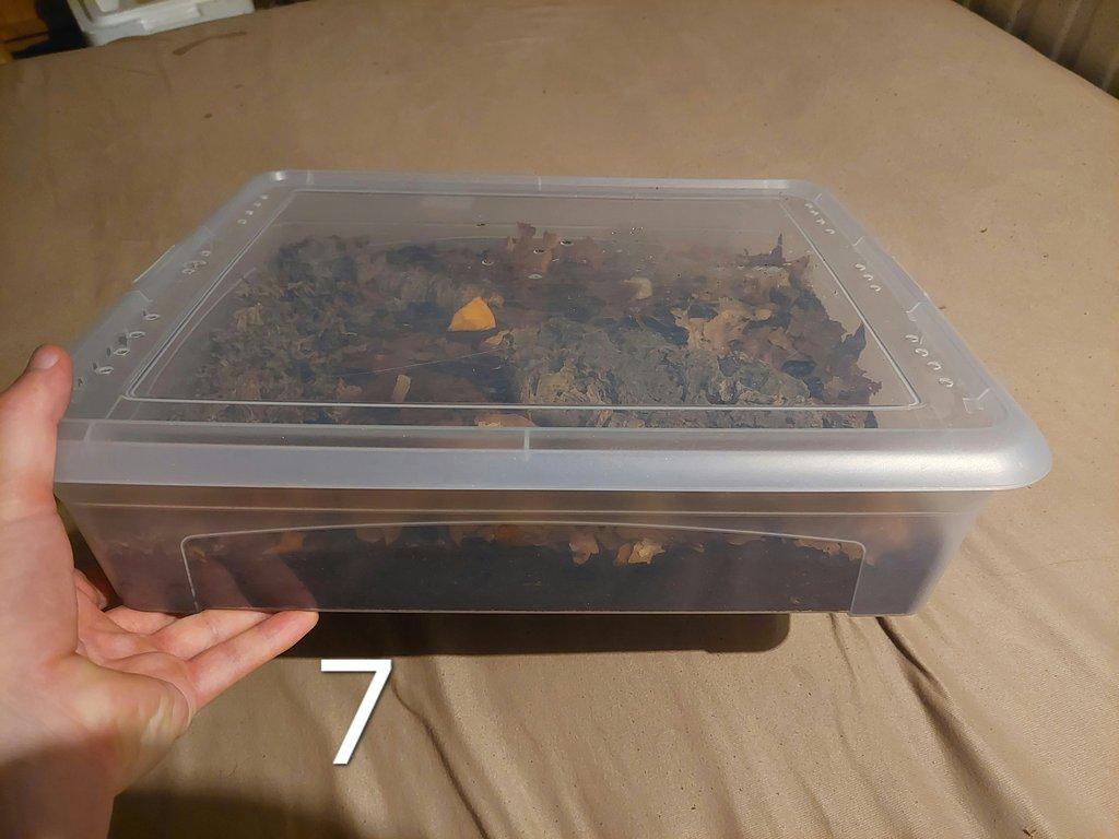 Prodej sbírky isopod