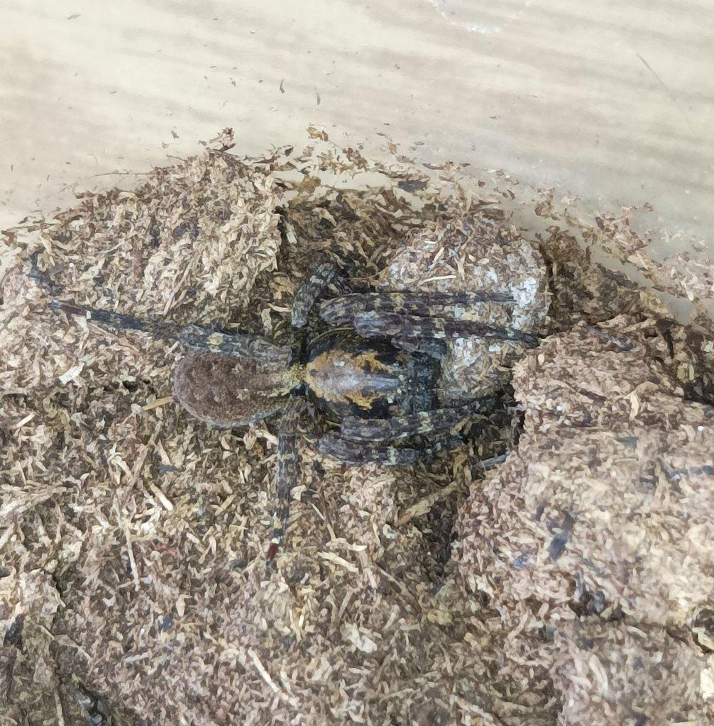 Bowie argentipes (Ctenidae) - Malajsie