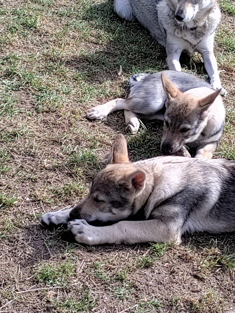 Československý vlčák s rodokmenem TOP spojení