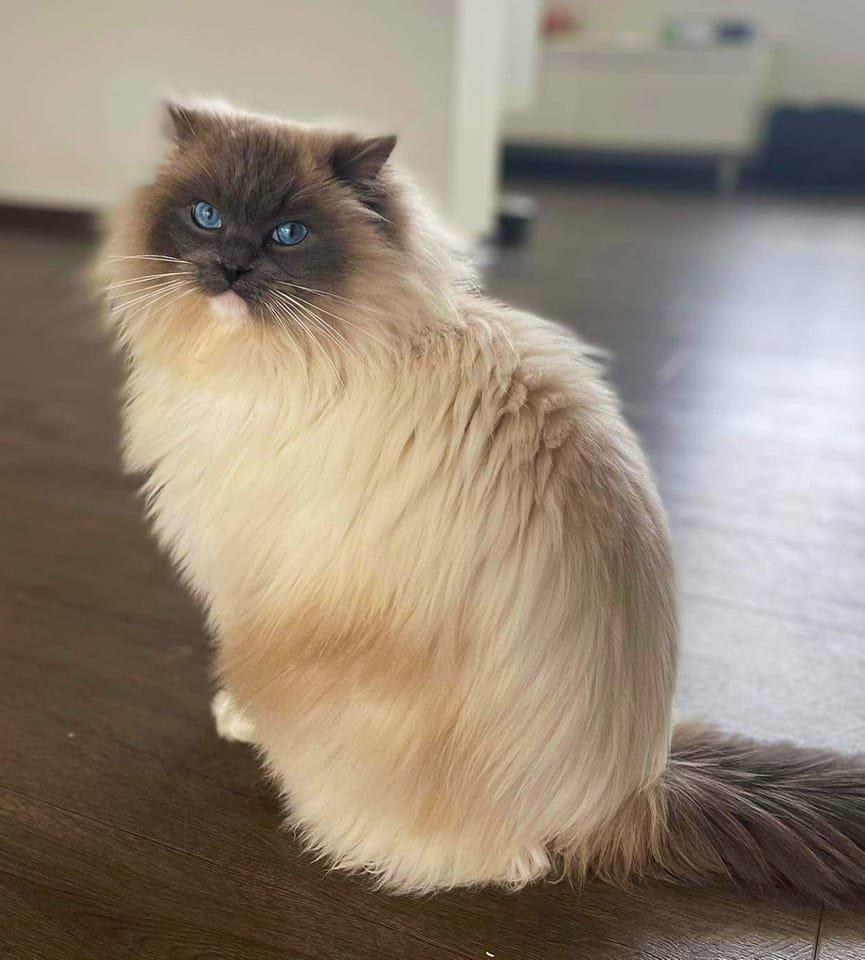 Ragdoll koťátko s PP (FIFE)
