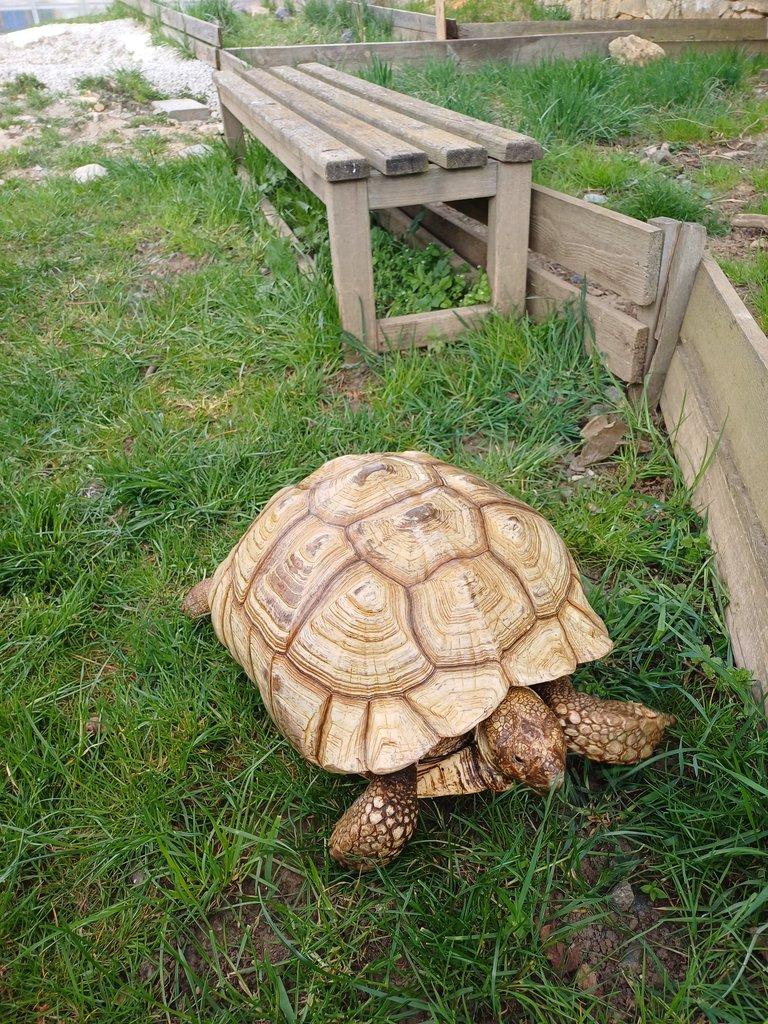 Samice želvy ostruhaté dospělá
