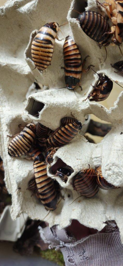 Šváb Elliptorhina javanica