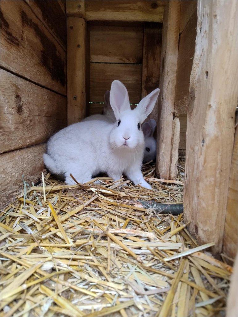 Český červený králík, český černopesíkatý králík