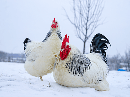 Sasexka 🥚🐣 (násadová vejce i kuřátka)
