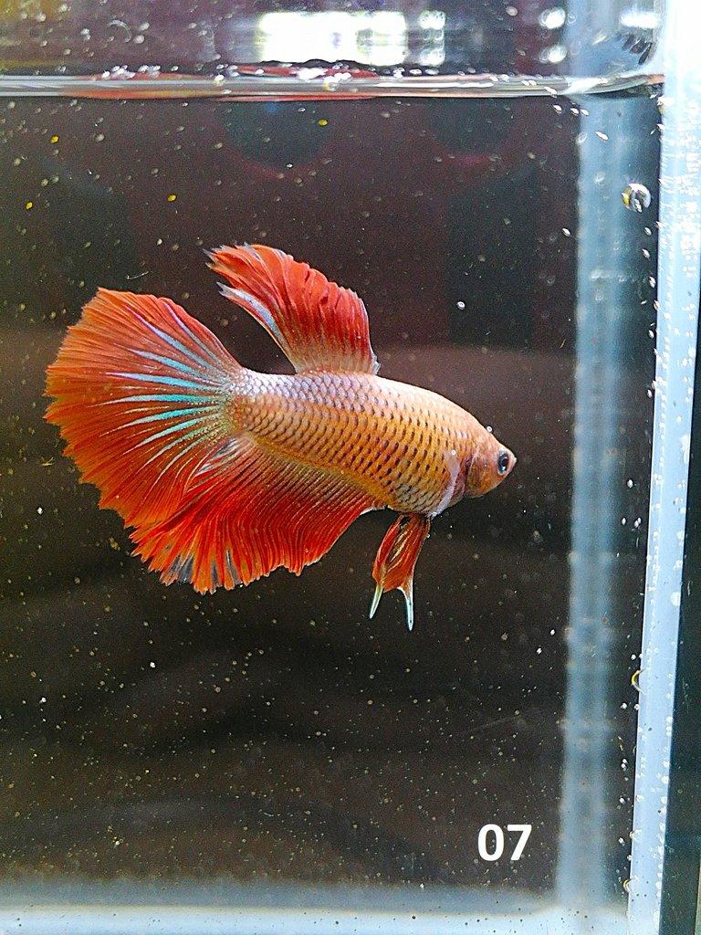 Betta Splendens - Samci