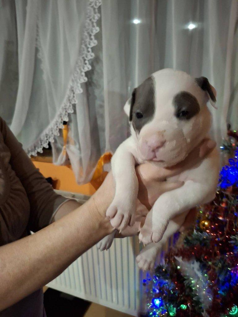 Štěňata Americký Stafordšírský terier