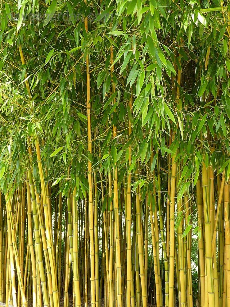 Bambus-Phyllostachys bissetti, Phyllostachys aue.spectabilis