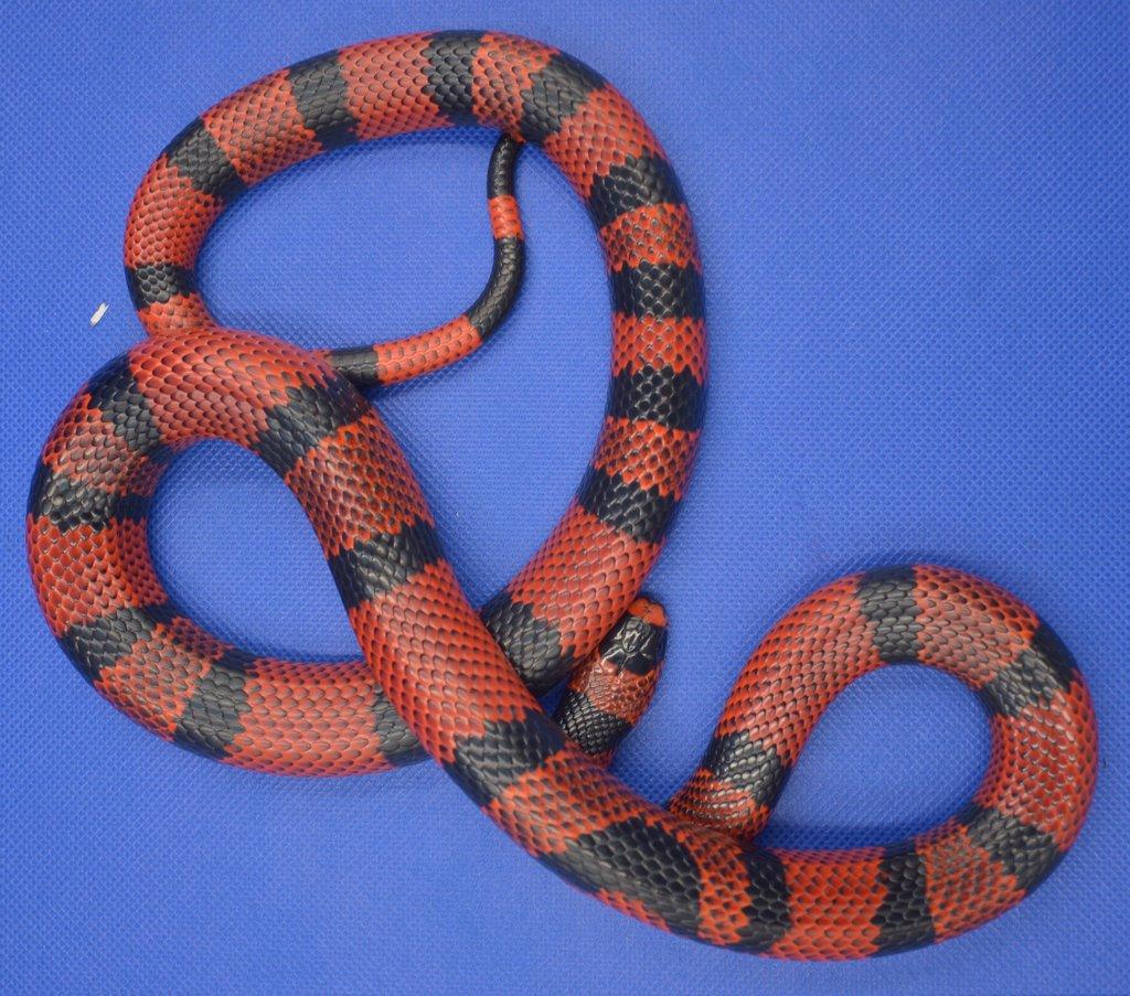Korálovka honduraská (Lampropeltis abnorma loc. „Hondurensis”) Tangerine „High Red”