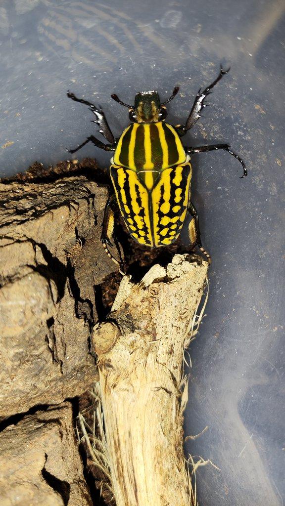 Chelorrhina savagei pár