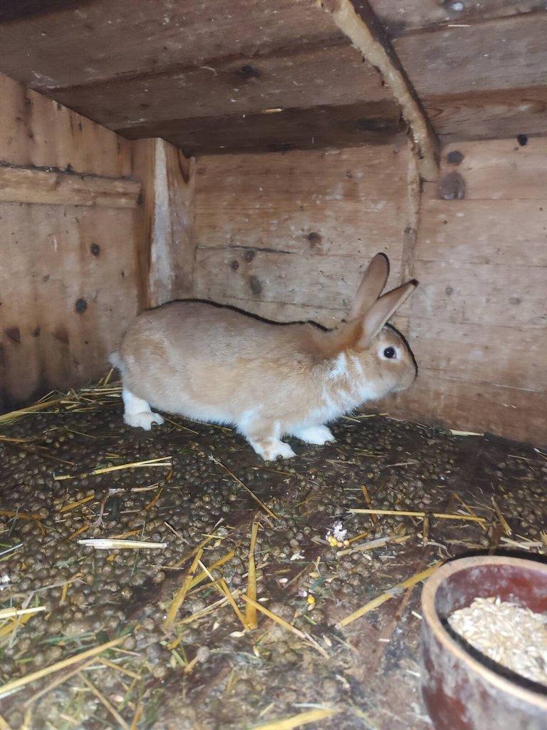 Prodám králíky na chov