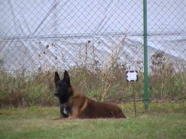Belgický ovčák - Malinois - štěňata s pp - na záznam