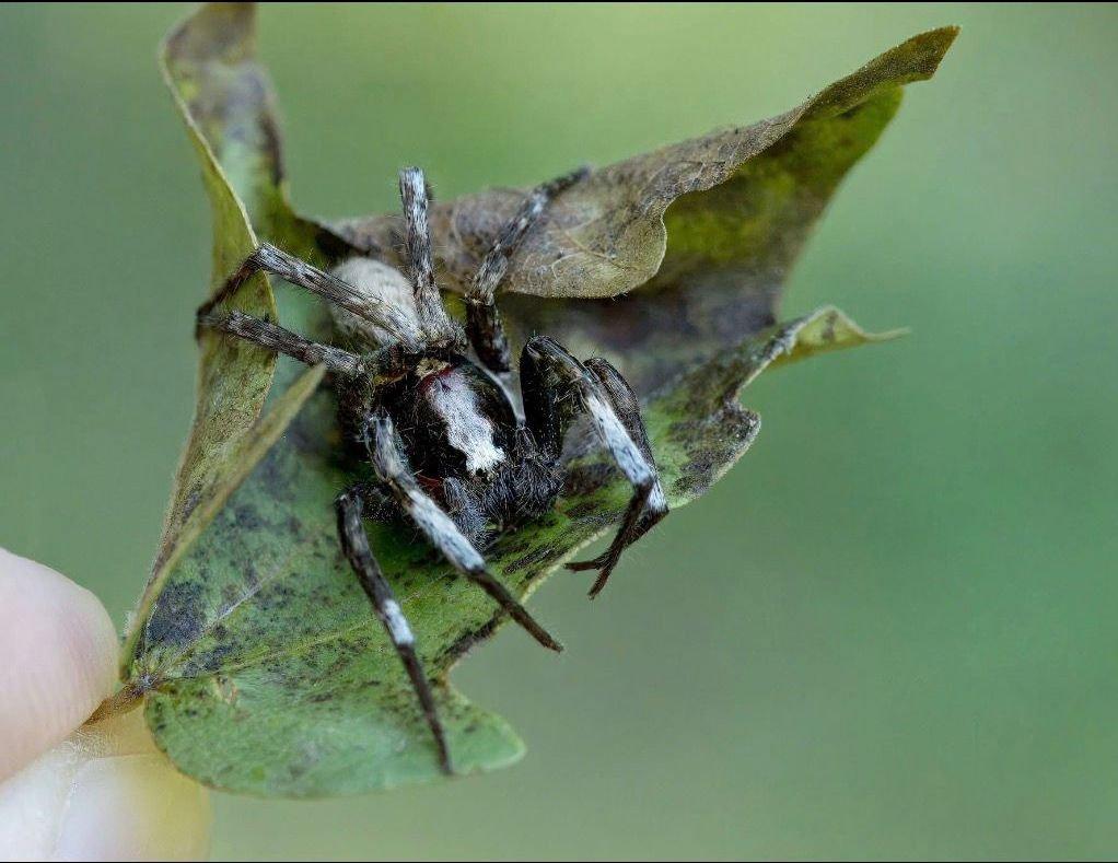 Bowie argentipes (Ctenidae) - Malajsie
