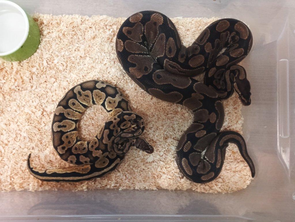 Python regius
