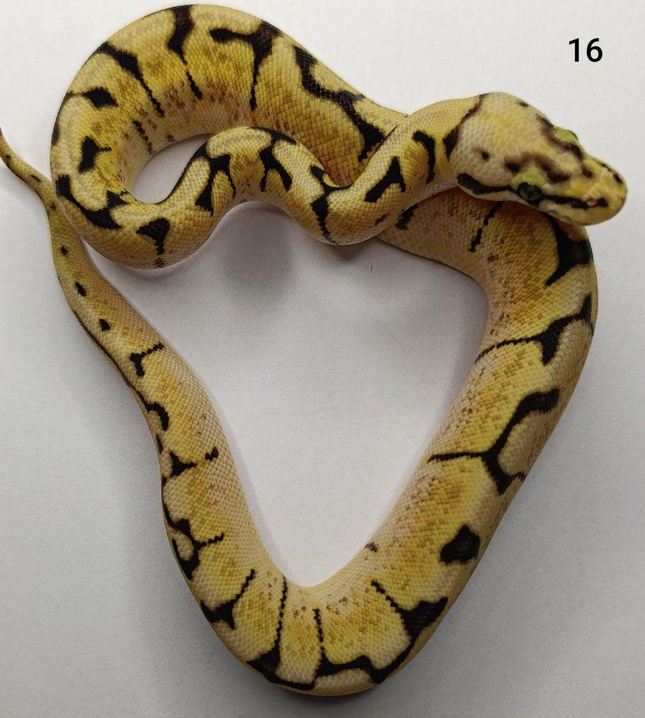 Krajta královská/ Python regius