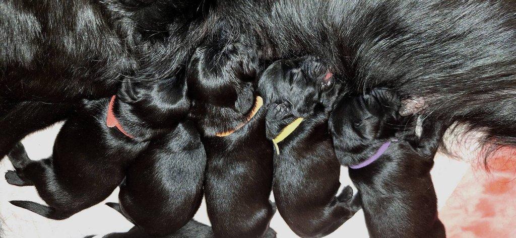 Flat Coated Retriever - štěňátka s PP + možnost výcvikových a socializačních lekcí zdarma
