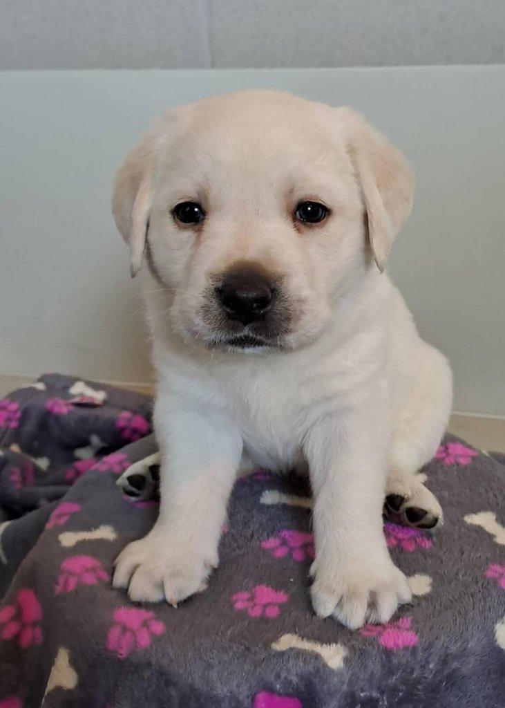 Štěňátko labradora s PP