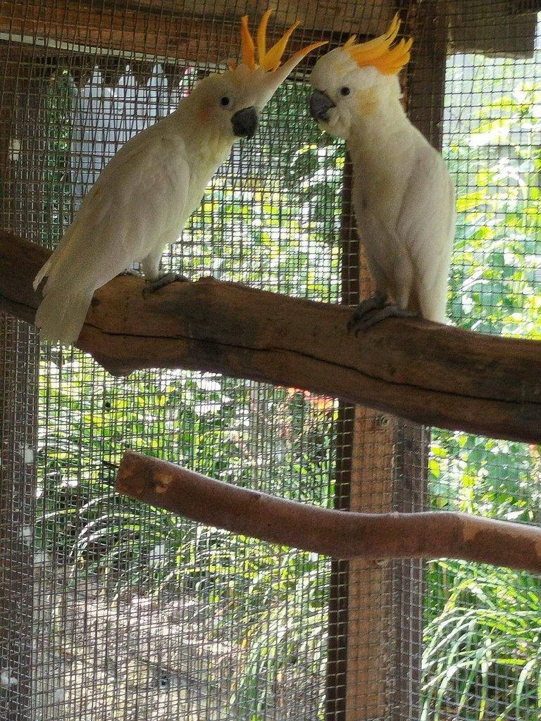 Kakadu žlutolící -sumbský - zaručeně chovný pár