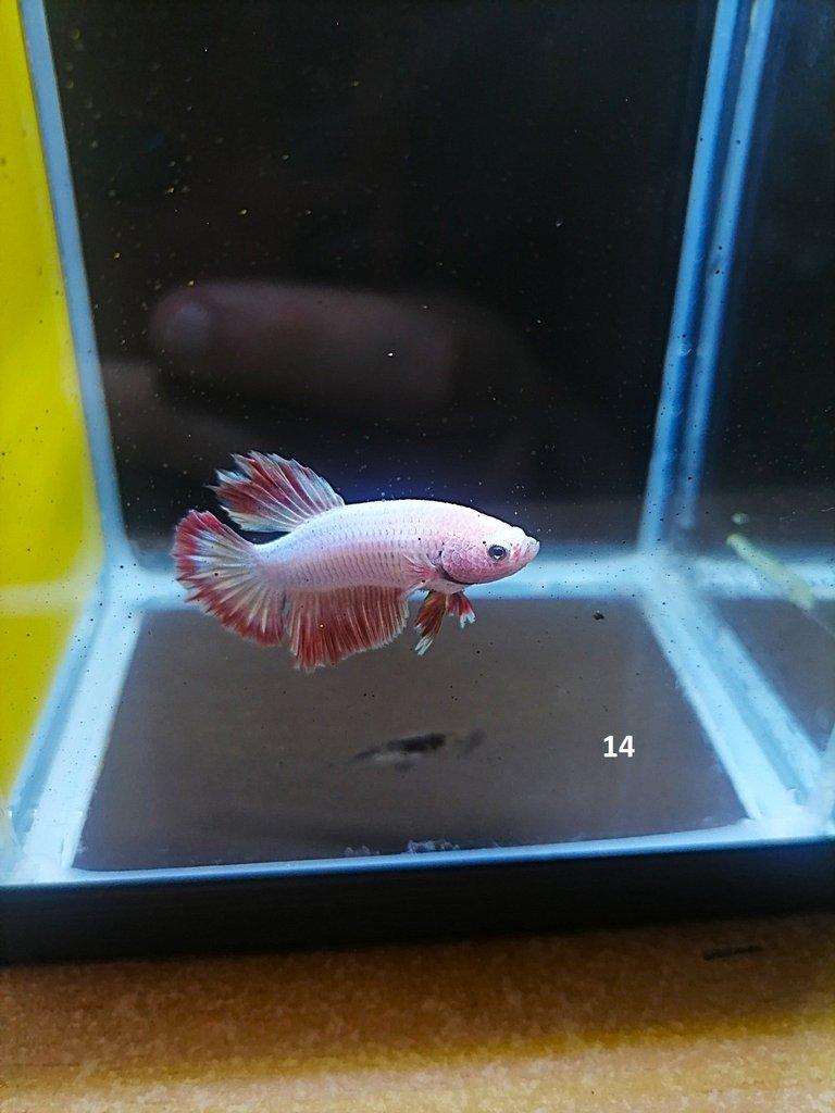 Betta Splendens - odchov