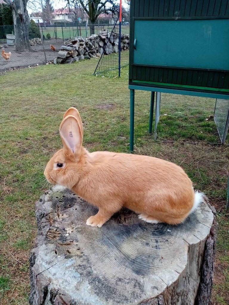 Burgundský králík