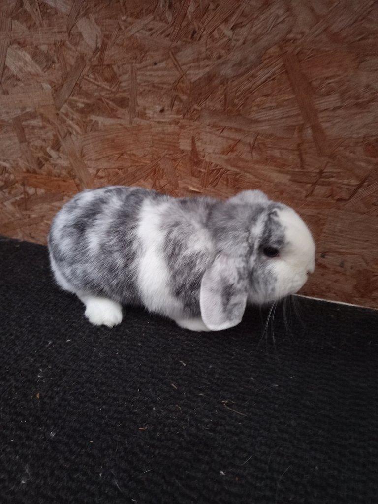 Zakrslý beran rhönský