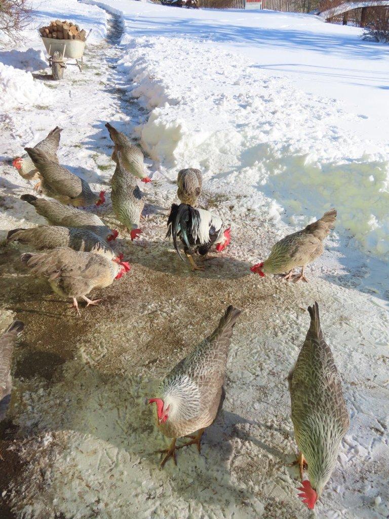 Vlaška stříbrně zbarvená - násadová vejce