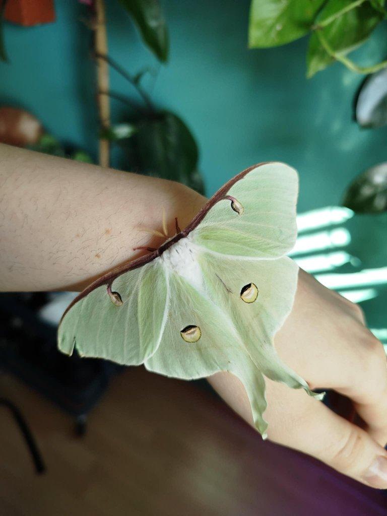 POSLEDNÍ vajíčka actias luna (martináč měsíčitý)