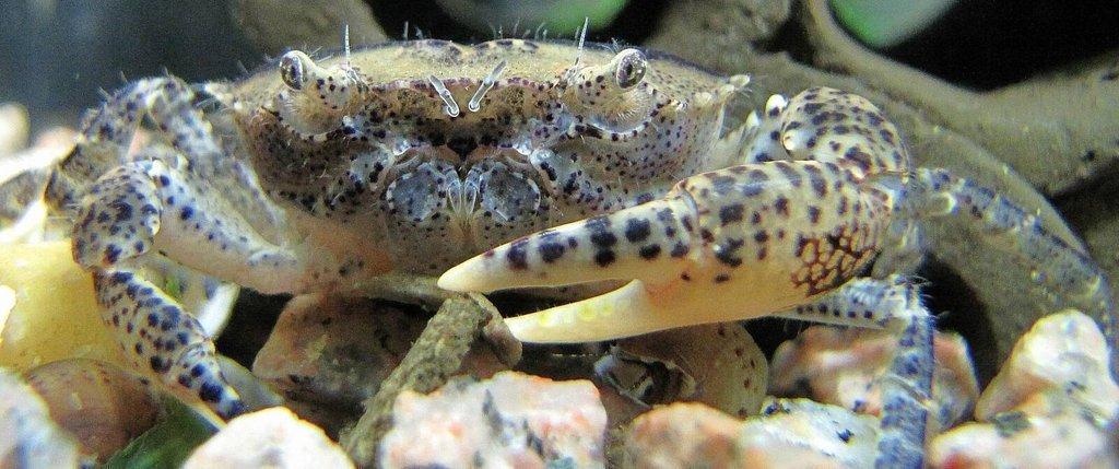 Siamthelphusa sp. - Krab Mekong