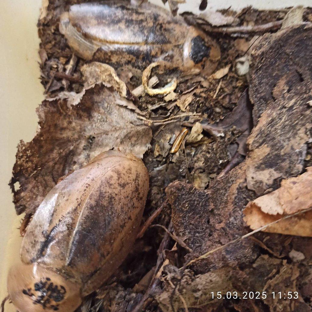 Archimandrita tessellata