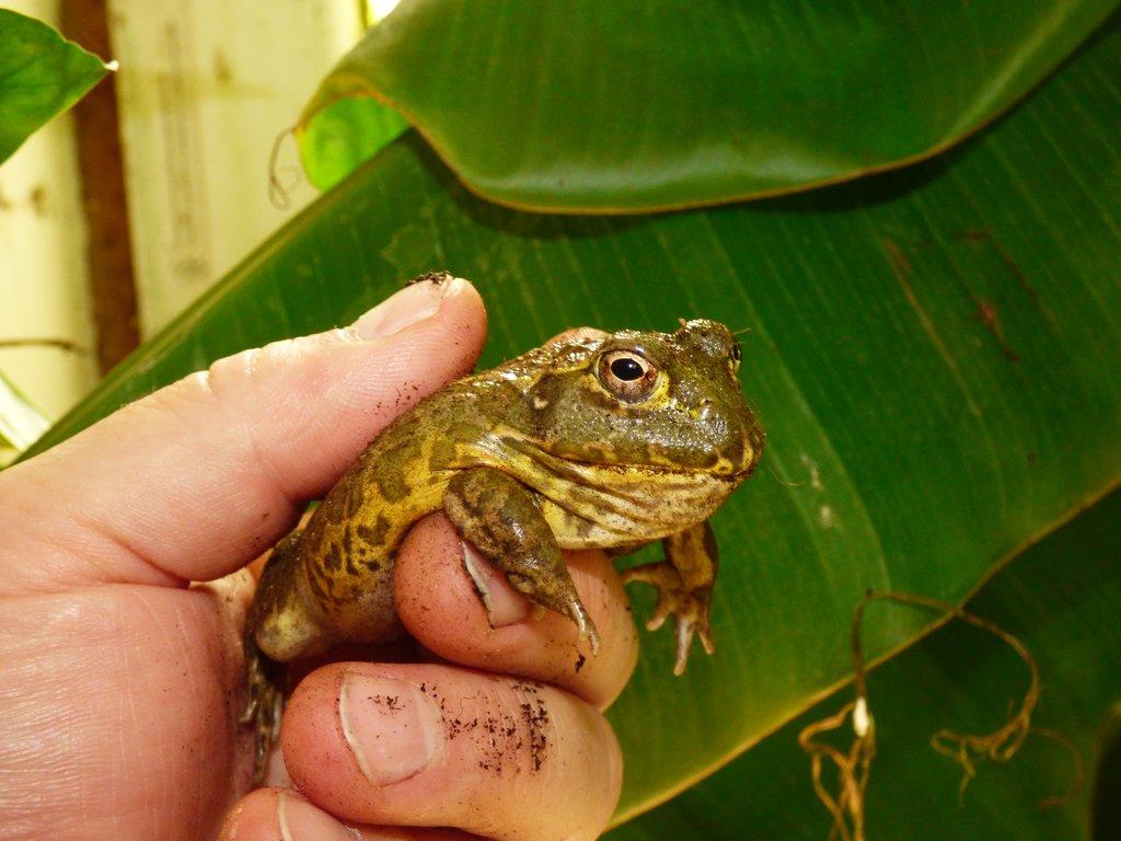 Hrabatka drsná (Pyxicephalus adspersus)