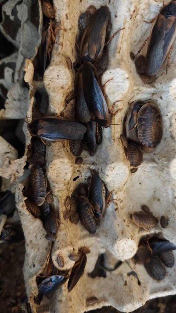 Blaptica Dubia - Šváb Argentinský - krmný hmyz